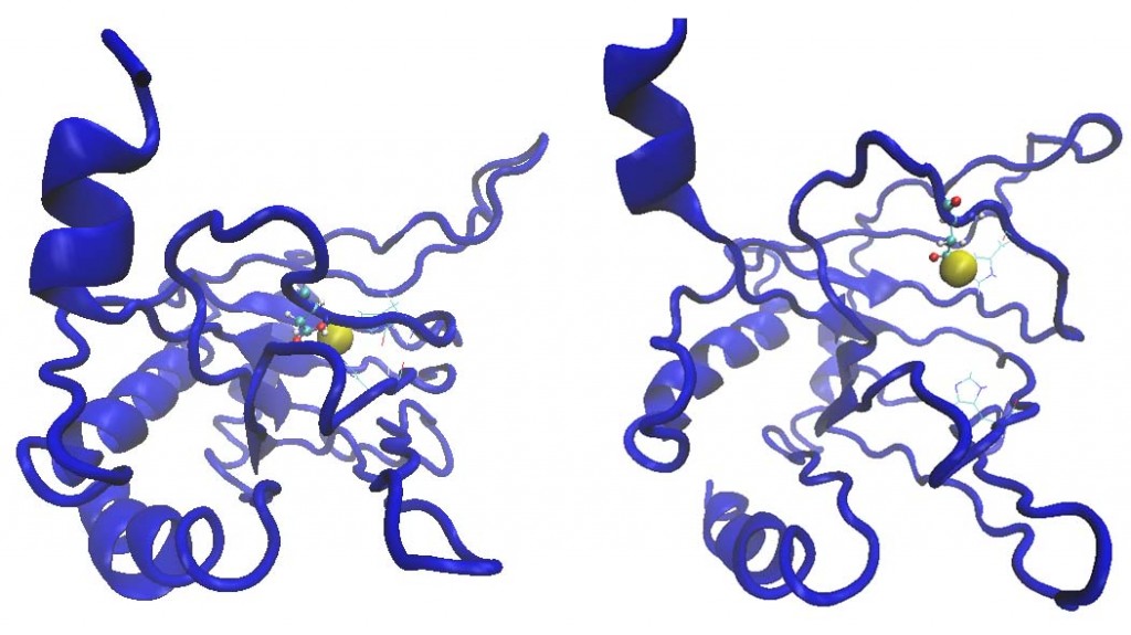 Protein folding pathway Hadi Research Group